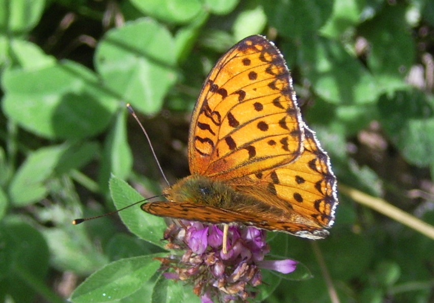 Farfalla da ID: Boloria sp.?